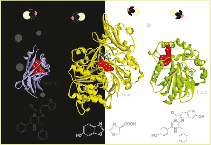 Bioluminescence from the bright and dark sides